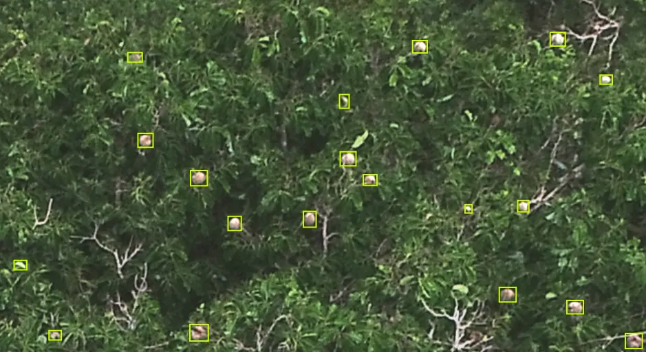 Annotated drone images for training
