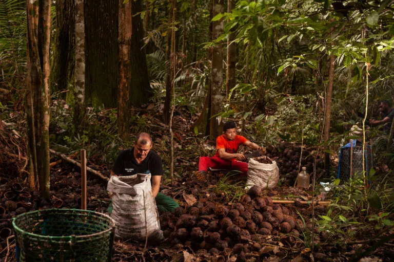 Brazil nut gatherers processing