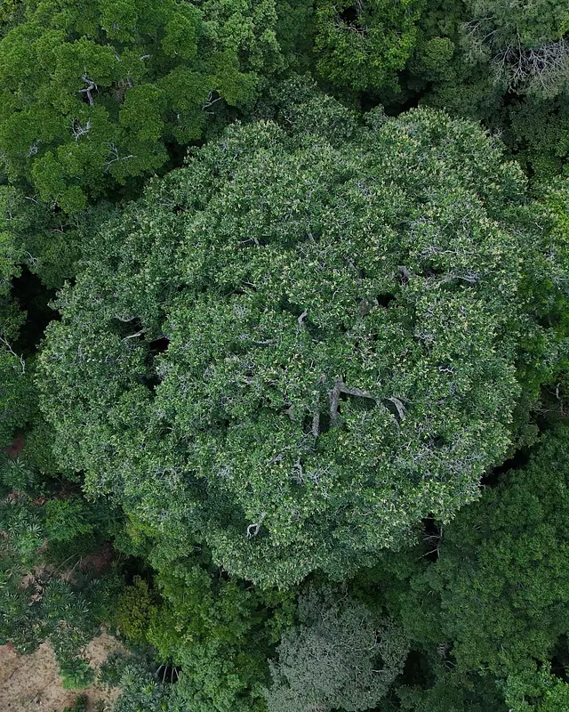 Aerial view of a Brazil nut tree