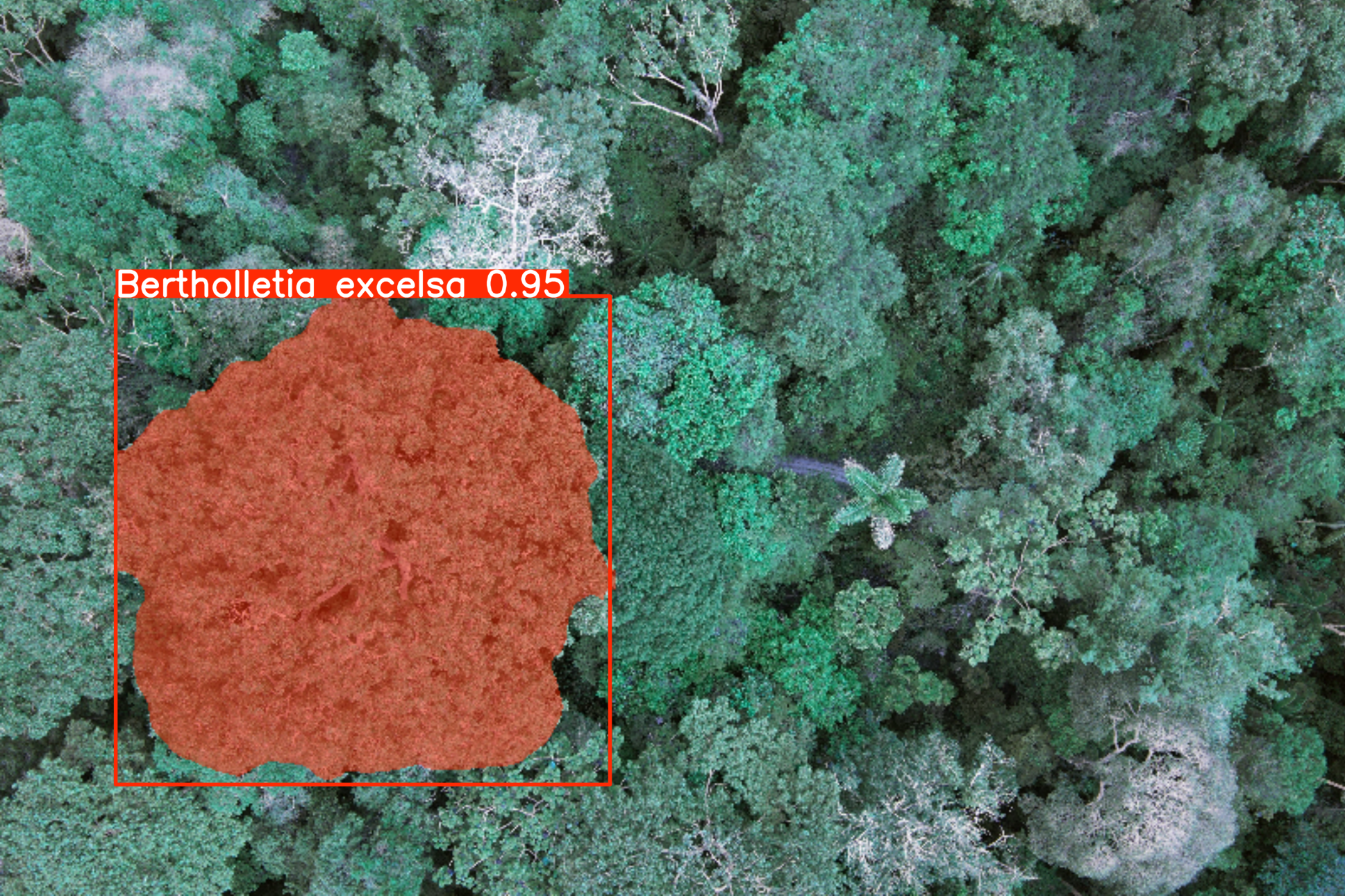 Experimental crown detection visualization