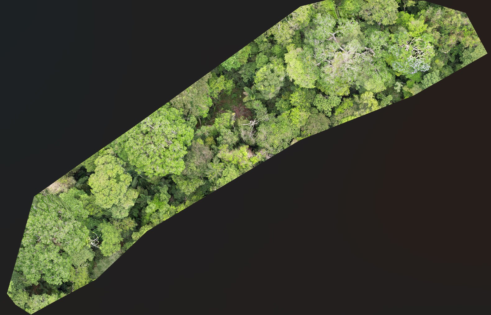 Drone-derived orthomosaic